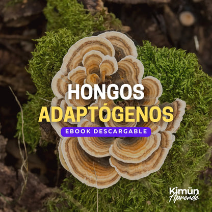 EXTRACTOS MEDICINALES (HONGOS ADAPTÓGENOS)