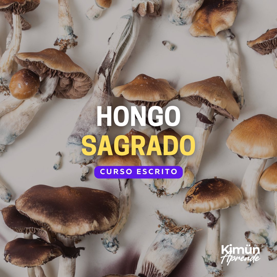 EL HONGO SAGRADO: PSILOCYBE - Kimun Aprende